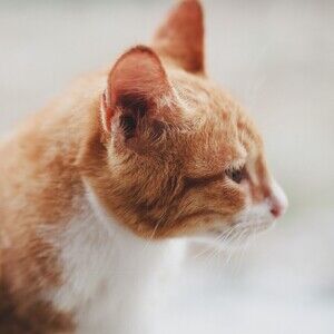 Meet your Posher, Tamika